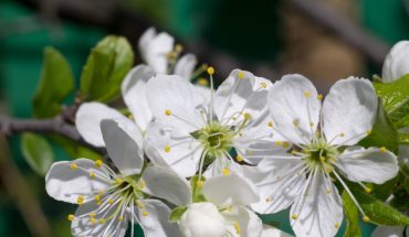Cele mai frumoase flori albe pentru grădina de primăvară