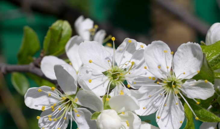Cele mai frumoase flori albe pentru grădina de primăvară