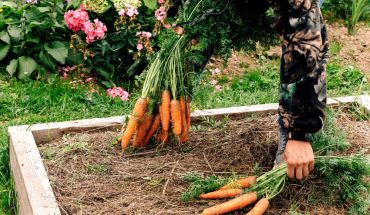 Ghid practic pentru cultivarea morcovilor în grădină