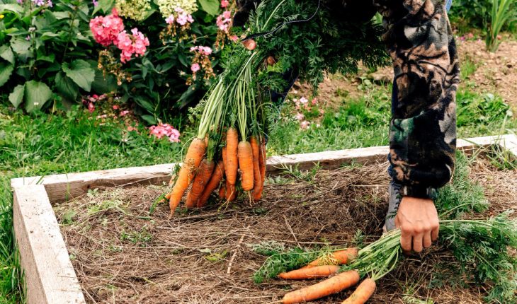 Ghid practic pentru cultivarea morcovilor în grădină